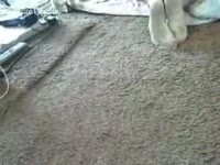 Hairy mutt fucks a lustful cheating wife